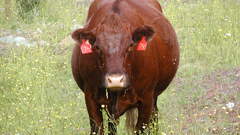 Cows vache vacca kuh