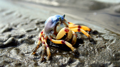 Crab soldier high Helena Resolution