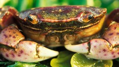 Crabs
