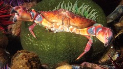 Crabs Anemone (Eureka Seven)