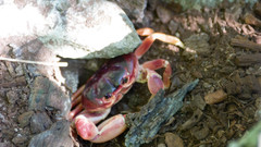 Crabs are better high