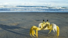 Crabs Brazil Beaches crustacean