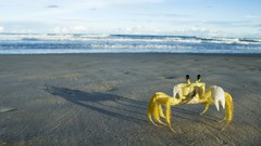Crabs ghosts Brazil