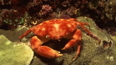 Crabs underwater