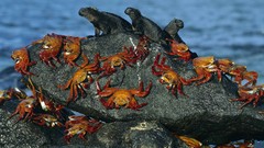 Crabs US Marines Corps