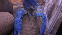 Crayfish high Aquarium and