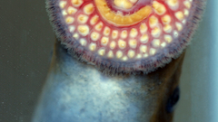 Creatures parasite sea lamprey