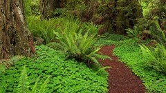 Creek California paths
