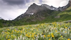 Creek Flowers canyon California