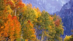 Creek nature Trees Colorado