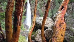 Creek nature Trees mill waterfalls falls