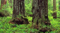 Creek nature Trees trunks California Ferns