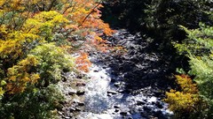 Creek nature Trees water autumn streams waterscapes
