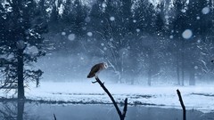Creek Trees winter seasons sky Birds Frozen Wolves rocks Reflex 