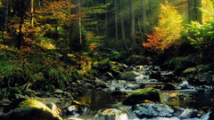 creeks water sunlight nature river forest landscape