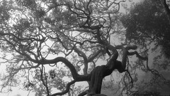 Creepy nature Trees monochrome
