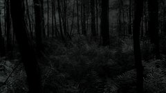 Creepy Trees dark forests