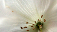 Crfarm whiterhodocu high