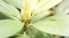 Cricket by The flower