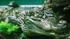 Croc croco Animals