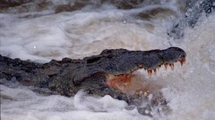 Crocodiles