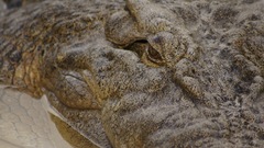 Crocodiles alligators