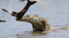Crocodiles national geographic holy shit