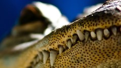 Crocodiles reptile Reptiles