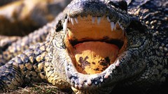 Crocodiles Reptiles