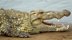 Crocodiles Reptiles Nile Kenya mara