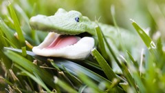 Crocodiles Reptiles toys (children)