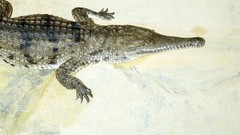 Crocodiles Reptiles wildlife