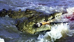 Crocodiles Wild Animals