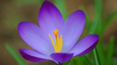 Crocus full high