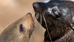 Cross Seals Africa Namibia capes