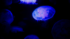 Crowd jellies Aquarium and