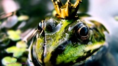 Crowns amphibians Toads