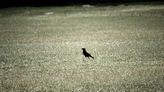 Crows grass text Birds
