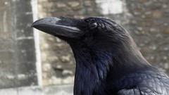 Crows Ravens