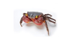 Crustacean crabs