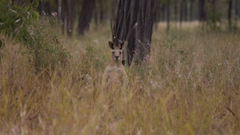 Crw kangaroo in The