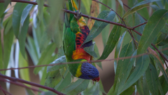 Crw these things were