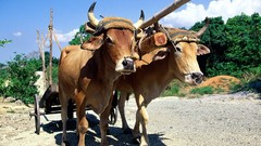 Cuba oxen