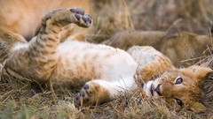 Cubs Africa Lions baby animals