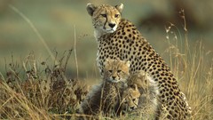 Cubs cheetahs Kenya National
