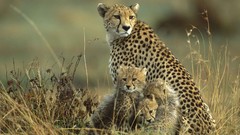 Cubs cheetahs mother Kenya National mara