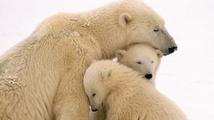 Cubs family Polar Bears mother