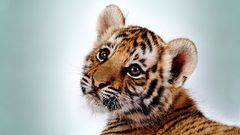Cubs feline Animals Tigers