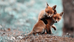 cubs fox cubs fox nature blurred Animals baby animals Mammals