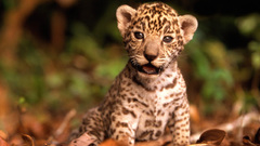 Cubs jaguars baby animals